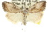  (Nola ceramota - 10ANIC-08812)  @15 [ ] CreativeCommons - Attribution (2010) CBG Photography Group Centre for Biodiversity Genomics