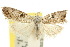  (Nola biguttalis - 10ANIC-08814)  @14 [ ] CreativeCommons - Attribution (2010) CBG Photography Group Centre for Biodiversity Genomics