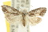  ( - 10ANIC-08821)  @13 [ ] CreativeCommons - Attribution (2010) CBG Photography Group Centre for Biodiversity Genomics