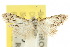  ( - 10ANIC-08825)  @11 [ ] CreativeCommons - Attribution (2010) CBG Photography Group Centre for Biodiversity Genomics