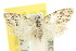  (Nola microphila - 10ANIC-08826)  @12 [ ] CreativeCommons - Attribution (2010) CBG Photography Group Centre for Biodiversity Genomics