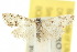  ( - 10ANIC-08827)  @11 [ ] CreativeCommons - Attribution (2010) CBG Photography Group Centre for Biodiversity Genomics