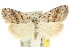  (Nola coelobathra - 10ANIC-08828)  @11 [ ] CreativeCommons - Attribution (2010) CBG Photography Group Centre for Biodiversity Genomics
