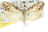  (Nola pleurochorda - 10ANIC-08829)  @11 [ ] CreativeCommons - Attribution (2010) CBG Photography Group Centre for Biodiversity Genomics