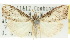  ( - 10ANIC-08830)  @11 [ ] CreativeCommons - Attribution (2010) CBG Photography Group Centre for Biodiversity Genomics