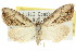  ( - 10ANIC-08831)  @11 [ ] CreativeCommons - Attribution (2010) CBG Photography Group Centre for Biodiversity Genomics