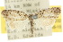  (Nola eurrhyncha - 10ANIC-08832)  @14 [ ] CreativeCommons - Attribution (2010) CBG Photography Group Centre for Biodiversity Genomics