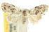  ( - 10ANIC-08838)  @14 [ ] CreativeCommons - Attribution (2010) CBG Photography Group Centre for Biodiversity Genomics
