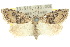  ( - 10ANIC-08839)  @11 [ ] CreativeCommons - Attribution (2010) CBG Photography Group Centre for Biodiversity Genomics