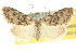  ( - 10ANIC-08840)  @13 [ ] CreativeCommons - Attribution (2010) CBG Photography Group Centre for Biodiversity Genomics