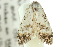  ( - 10ANIC-08841)  @11 [ ] CreativeCommons - Attribution (2010) CBG Photography Group Centre for Biodiversity Genomics