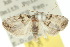 (Nola pycnographa - 10ANIC-08870)  @11 [ ] CreativeCommons - Attribution (2010) CBG Photography Group Centre for Biodiversity Genomics