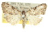  ( - 10ANIC-08875)  @14 [ ] CreativeCommons - Attribution (2010) CBG Photography Group Centre for Biodiversity Genomics
