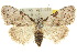  (Meganola major - 10ANIC-08877)  @11 [ ] CreativeCommons - Attribution (2010) CBG Photography Group Centre for Biodiversity Genomics