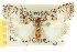  ( - 10ANIC-08882)  @15 [ ] CreativeCommons - Attribution (2010) CBG Photography Group Centre for Biodiversity Genomics