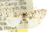  ( - 10ANIC-08884)  @13 [ ] CreativeCommons - Attribution (2010) CBG Photography Group Centre for Biodiversity Genomics