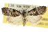  ( - 10ANIC-08890)  @11 [ ] CreativeCommons - Attribution (2010) CBG Photography Group Centre for Biodiversity Genomics