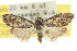  ( - 10ANIC-08891)  @15 [ ] CreativeCommons - Attribution (2010) CBG Photography Group Centre for Biodiversity Genomics