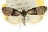  ( - 10ANIC-08892)  @13 [ ] CreativeCommons - Attribution (2010) CBG Photography Group Centre for Biodiversity Genomics