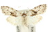 (Nola delograpta - 10ANIC-08896)  @11 [ ] CreativeCommons - Attribution (2010) CBG Photography Group Centre for Biodiversity Genomics