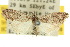  (Nola sp. ANIC11 - 10ANIC-08899)  @13 [ ] CreativeCommons - Attribution (2010) CBG Photography Group Centre for Biodiversity Genomics