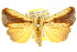  (Xanthodes - 10ANIC-08905)  @15 [ ] CreativeCommons - Attribution (2010) CBG Photography Group Centre for Biodiversity Genomics