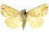  ( - 10ANIC-08909)  @14 [ ] CreativeCommons - Attribution (2010) CBG Photography Group Centre for Biodiversity Genomics
