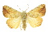  ( - 10ANIC-08910)  @14 [ ] CreativeCommons - Attribution (2010) CBG Photography Group Centre for Biodiversity Genomics