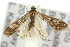  ( - 10ANIC-08946)  @13 [ ] CreativeCommons - Attribution (2010) CBG Photography Group Centre for Biodiversity Genomics