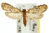  ( - 10ANIC-08952)  @11 [ ] CreativeCommons - Attribution (2010) CBG Photography Group Centre for Biodiversity Genomics
