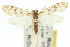  ( - 10ANIC-08959)  @14 [ ] CreativeCommons - Attribution (2010) CBG Photography Group Centre for Biodiversity Genomics