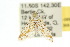  ( - 10ANIC-08965)  @14 [ ] CreativeCommons - Attribution (2010) CBG Photography Group Centre for Biodiversity Genomics