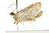  ( - 10ANIC-08967)  @13 [ ] CreativeCommons - Attribution (2010) CBG Photography Group Centre for Biodiversity Genomics