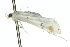  ( - 10ANIC-08980)  @13 [ ] CreativeCommons - Attribution (2010) CBG Photography Group Centre for Biodiversity Genomics