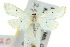  ( - 10ANIC-08981)  @14 [ ] CreativeCommons - Attribution (2010) CBG Photography Group Centre for Biodiversity Genomics