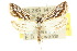  ( - 10ANIC-08999)  @14 [ ] CreativeCommons - Attribution (2010) CBG Photography Group Centre for Biodiversity Genomics