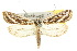  ( - 10ANIC-09000)  @14 [ ] CreativeCommons - Attribution (2010) CBG Photography Group Centre for Biodiversity Genomics