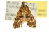  ( - 10ANIC-09002)  @12 [ ] CreativeCommons - Attribution (2010) CBG Photography Group Centre for Biodiversity Genomics
