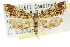  ( - 10ANIC-09007)  @11 [ ] CreativeCommons - Attribution (2010) CBG Photography Group Centre for Biodiversity Genomics