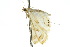  ( - 10ANIC-09072)  @13 [ ] CreativeCommons - Attribution (2010) CBG Photography Group Centre for Biodiversity Genomics