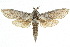  ( - 10ANIC-09211)  @14 [ ] CreativeCommons - Attribution (2010) CBG Photography Group Centre for Biodiversity Genomics