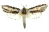  ( - 10ANIC-09249)  @15 [ ] CreativeCommons - Attribution (2010) CBG Photography Group Centre for Biodiversity Genomics