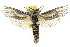  ( - 10ANIC-09300)  @15 [ ] CreativeCommons - Attribution (2010) CBG Photography Group Centre for Biodiversity Genomics