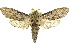  ( - 10ANIC-09303)  @12 [ ] CreativeCommons - Attribution (2010) CBG Photography Group Centre for Biodiversity Genomics
