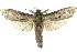  ( - 10ANIC-09304)  @13 [ ] CreativeCommons - Attribution (2010) CBG Photography Group Centre for Biodiversity Genomics