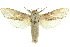  ( - 10ANIC-09311)  @15 [ ] CreativeCommons - Attribution (2010) CBG Photography Group Centre for Biodiversity Genomics