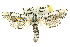  ( - 10ANIC-09337)  @14 [ ] CreativeCommons - Attribution (2010) CBG Photography Group Centre for Biodiversity Genomics