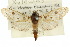  ( - 10ANIC-09408)  @15 [ ] CreativeCommons - Attribution (2010) CBG Photography Group Centre for Biodiversity Genomics