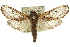  (Sympycnodes - 10ANIC-09411)  @15 [ ] CreativeCommons - Attribution (2010) CBG Photography Group Centre for Biodiversity Genomics