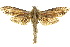  ( - 10ANIC-09440)  @15 [ ] CreativeCommons - Attribution (2010) CBG Photography Group Centre for Biodiversity Genomics